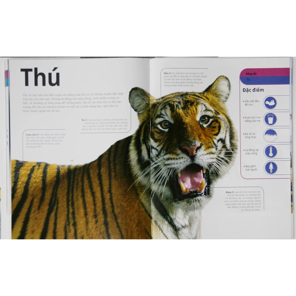 Sách - Động Vật : Bách Khoa Thư Hình Ảnh Về Các Loài Vật Trên Trái Đất - Đông A