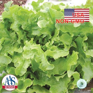 2000h Hạt Giống Rau Xà Lách Oakleaf Chịu Nhiệt SaladBowl (B1.201| C17*W52*M153)