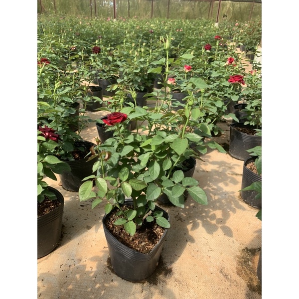 Cây hoa hồng đen Black Baccara, cây nguyên chậu cao 50-60cm. thienan22916