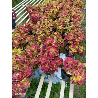 Cây lá gấm( nhiều màu) chỉ ship miền nam