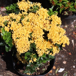 Chậu Trang Thái Vàng