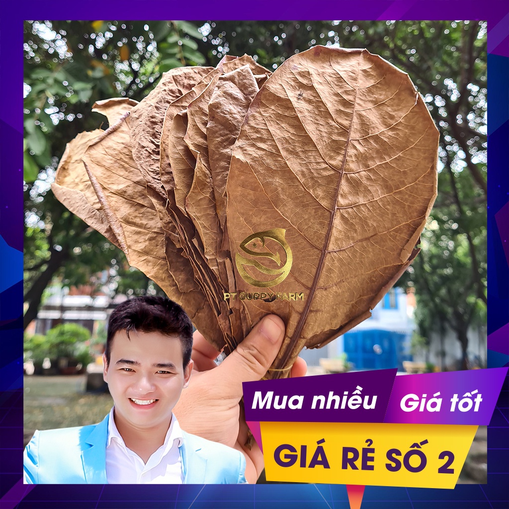 Lá bàng khô