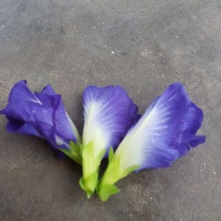 Hạt giống hoa đậu biếc