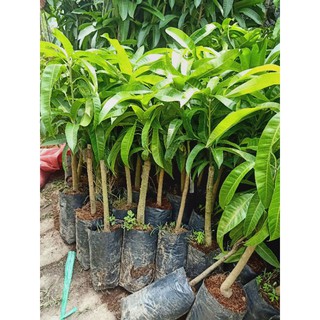 Cây giống Xoài đỏ Nhật Bản 1 năm cho trái