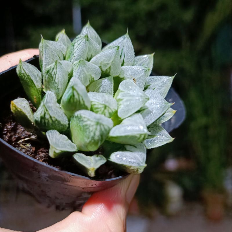 Sen đá Haworthia- Kim cương xanh xước cánh nhọn.