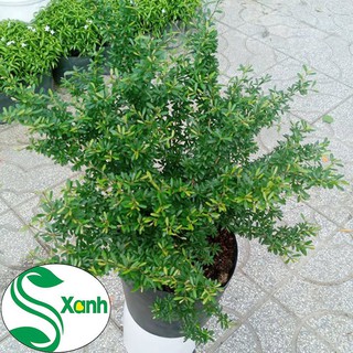 Cây Linh Sam Lớn