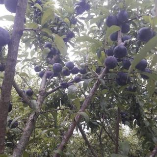 MẬN HẬU LAI CHÂU