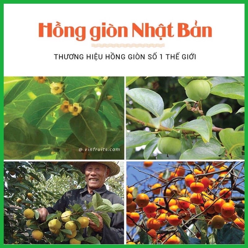 Cây giống hồng giòn Nhật bản quả to giòn ngọt