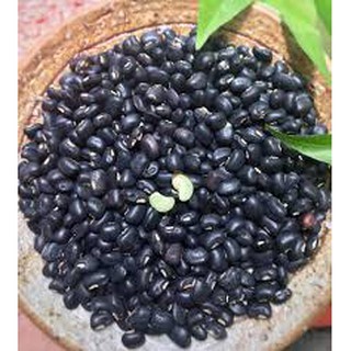 Bột đậu đen sống nguyên chất