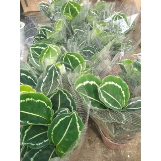 Đuôi công xanh lè green