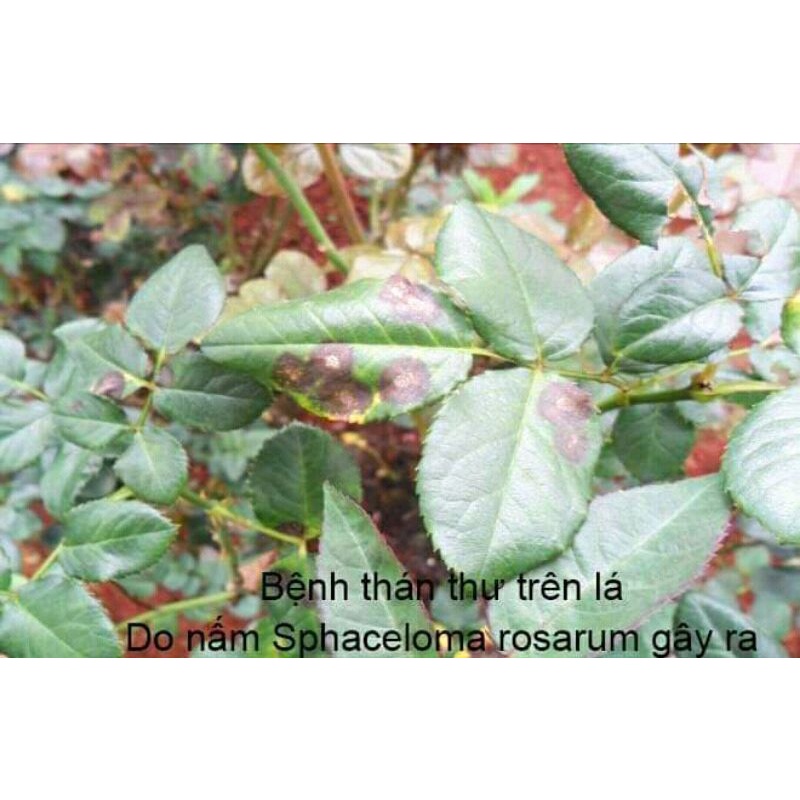 Antracol 70WP- trừ nấm bệnh hoa hồng, hoa lan, cây cảnh