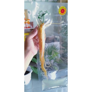 Nhân sâm Hàn Quốc,tách lẽ một củ sâm tươi  loại 1kg 25 củ