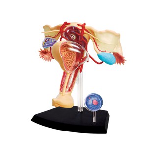MÔ HÌNH GIẢI PHẪU - CƠ QUAN SINH DỤC NỮ TỶ LỆ 1:1