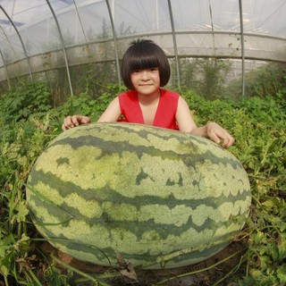 10 Hạt giống Dưa Hấu Khổng Lồ nặng 30-50kg/trái