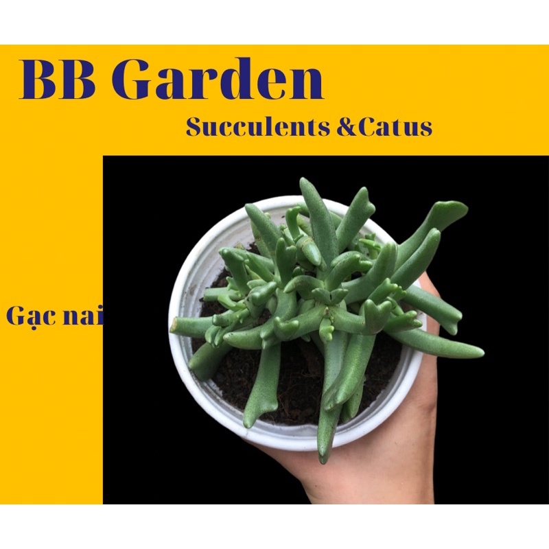 SEN ĐÁ GẠC NAI SIZE 10CM