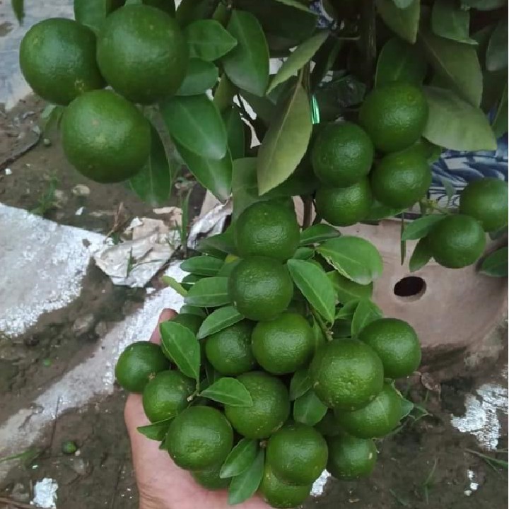 ⚡CHÍNH HÃNG⚡Chế phẩm sinh hoc 𝐑𝐄𝐁𝐈𝐎 𝐌𝐔𝐋𝐓𝐈 𝟒 thuốc trị tuyến trùng vùng rễ, vàng lá thối rễ cho cây trồng..