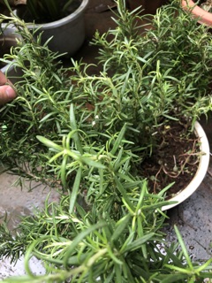 Cây hương thảo to - Rosemary