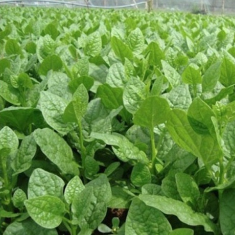 Hạt giống rau mồng tơi (gói 20gr, tặng kèm phân)