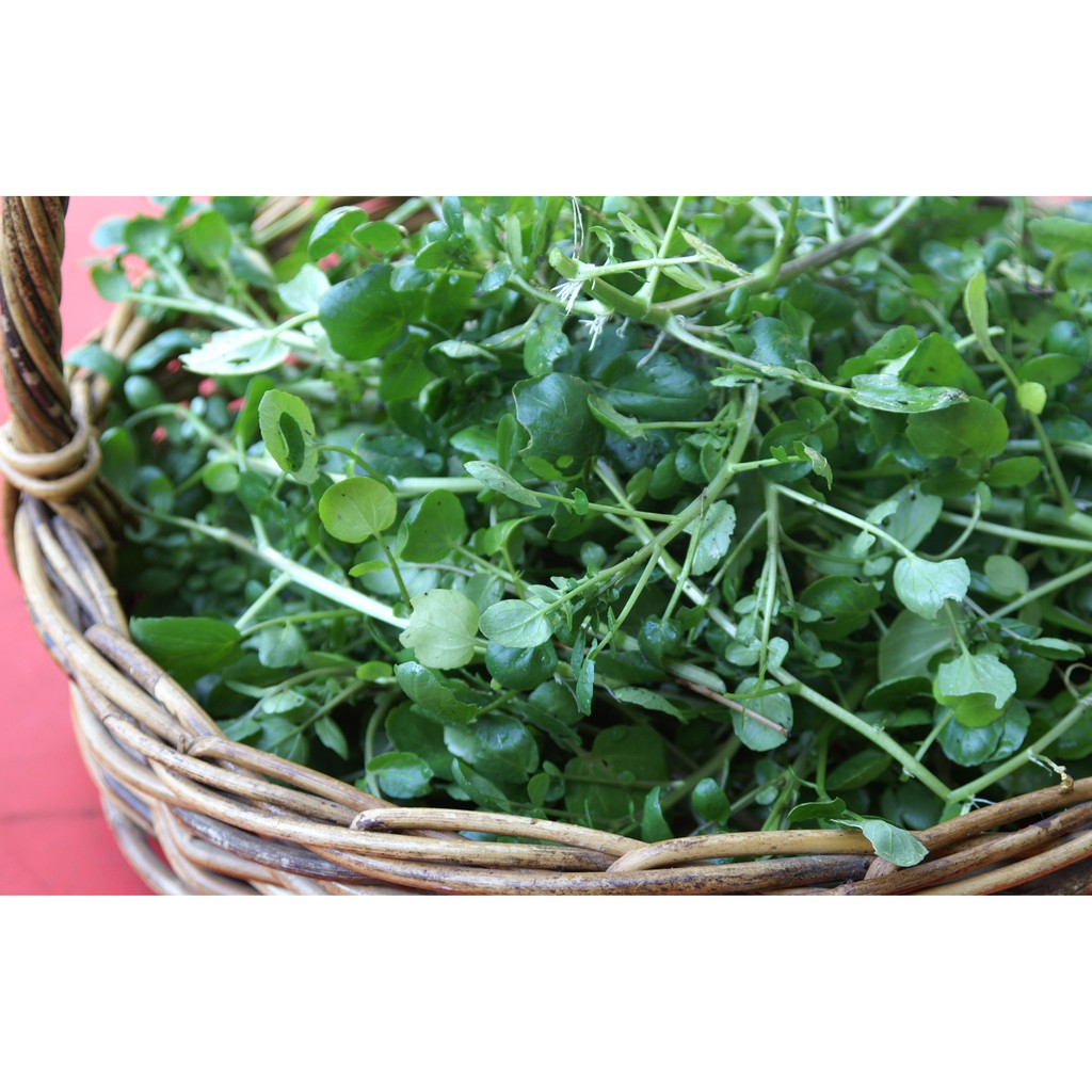 HẠT GIỐNG RAU CẢI XOONG TẶNG KÈM PHÂN BÓN LÁ