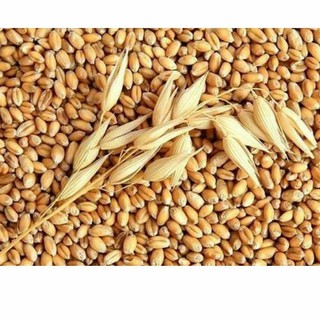 500g lúa mì làm sạch cho gia cầm, bồ câu, vẹt, cút