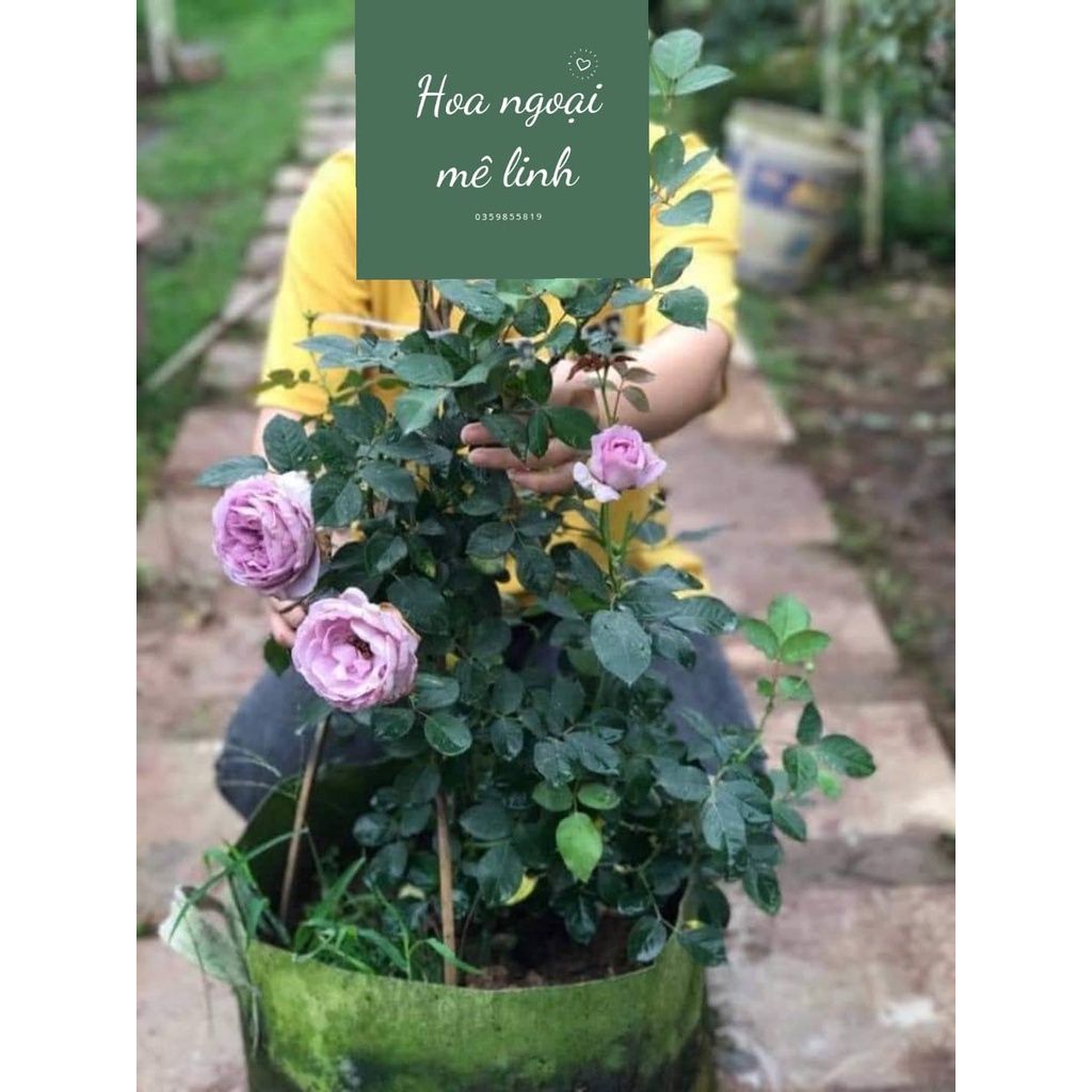 Hoa Hồng Blue strome  tím đẹp hương thơm hoa quả- Hoa ngoại mê linh