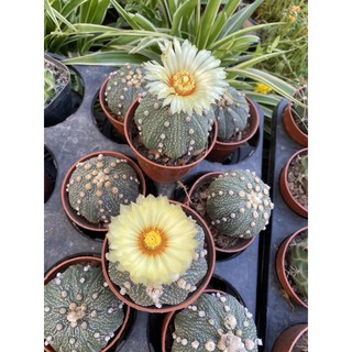 Cây Xương Rồng Aster ( size 5-7cm)