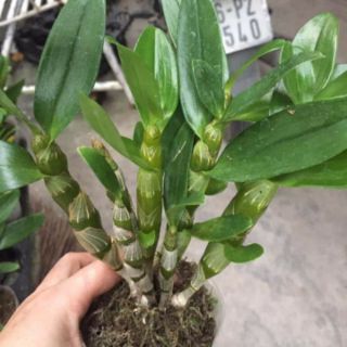 Dendro xuân hoa tết
