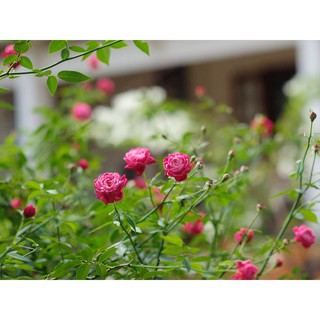 Cây hồng cổ Huế chuẩn (cây nhi đồng)