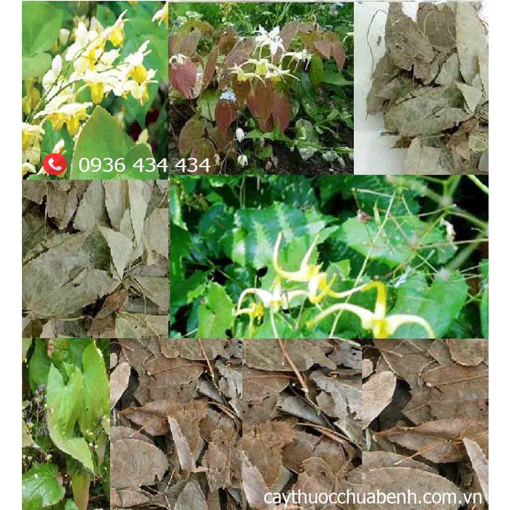Thảo dược Dâm Dương Hoắc khô loại 1 đóng gói 500g - congtyduoclieuhonglan