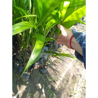 Cây Giống Cau Tứ Quý
