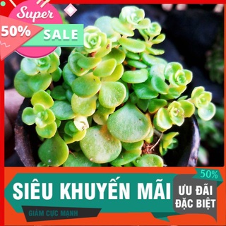 Sen đá sidum vảy cá