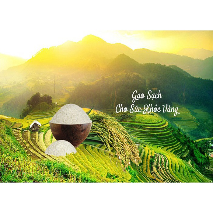 Gạo Đài Loan Sữa Gò Công túi 5kg - hạt gạo nhỏ màu trắng sữa dẻo mềm thơm ngọt cơm -túi pp trắng trơn