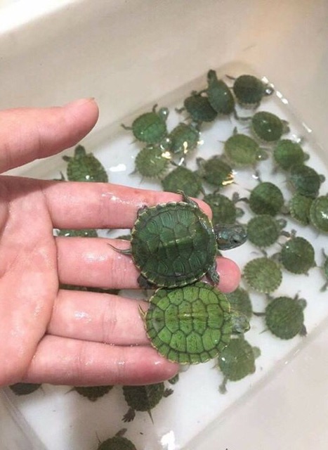 Bể nuôi rùa cảnh
