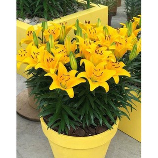 Củ Ly Lùn thơm hà lan nhiều màu sắc