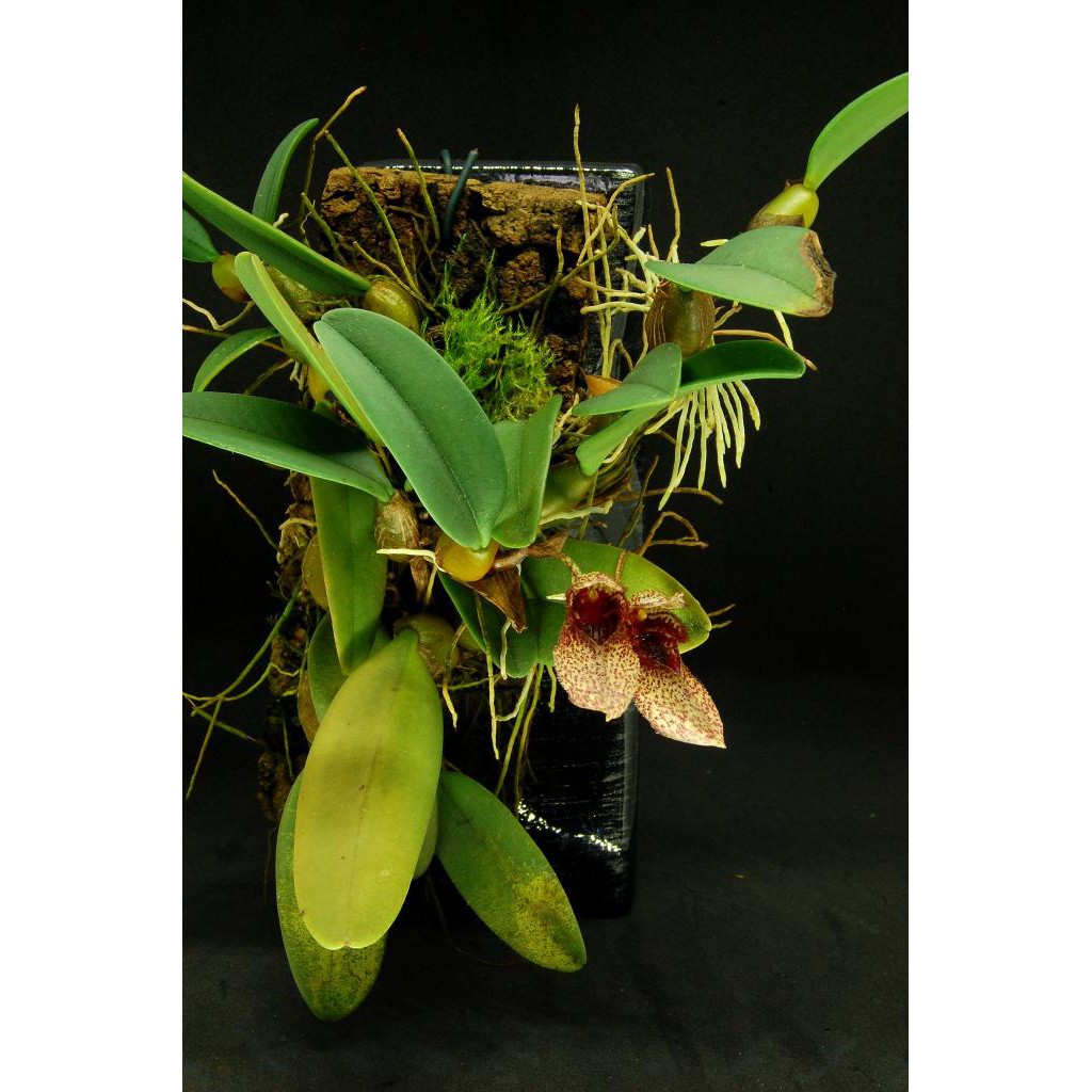 Lan Lọng Giày - Bulbophyllum frostii