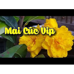 Hoa mai cúc VIP bình định_cây ghép chuẩn