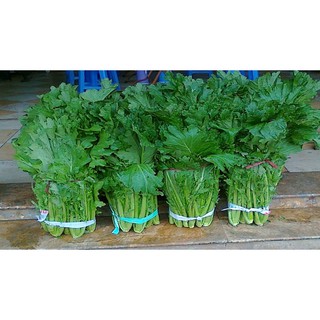 Hạt giống rau Cải Mèo -  Rau củ quả trồng tại vườn, sân thượng, nông trang, ban công