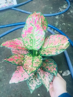 CÂY VẠN LỘC