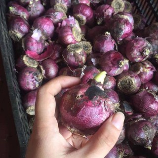 củ giống hoa tiên ông đã kích mầm