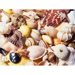 vỏ ốc trang trí bể cá 100 gr