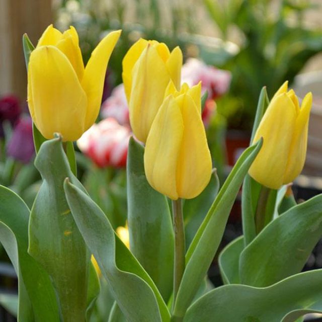 Củ hoa tulip màu vàng đẹp lung linh trồng tết