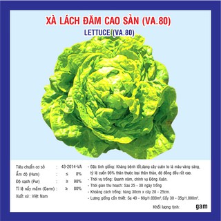 Hạt giống Xà Lách Đăm Cao Sản (Va.80)