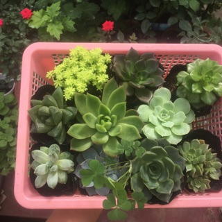 Combo 100k sen đá( 10cây 3-8cm)