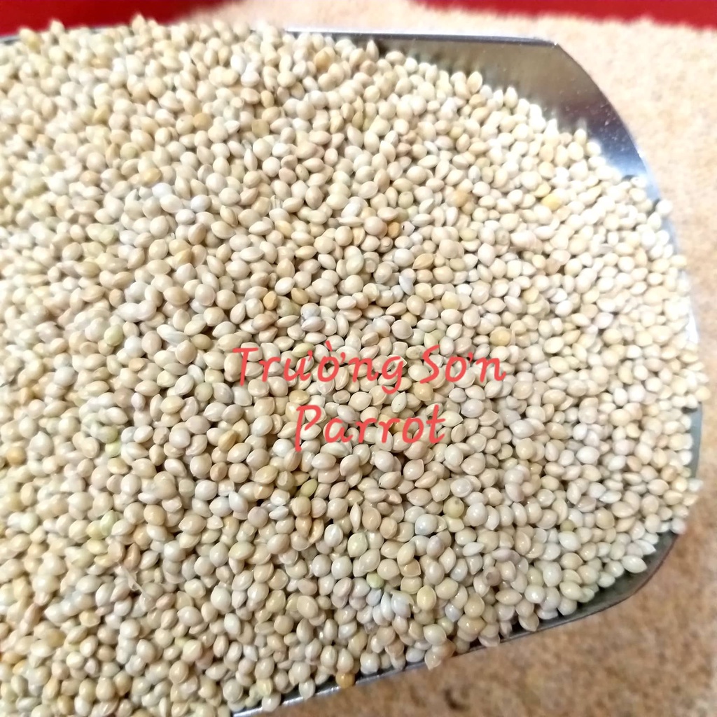 Hạt kê trắng to cho vẹt, yến phụng, 7 màu, chim cảnh, gà, sóc, hamster.....gói 0,5kg/1kg