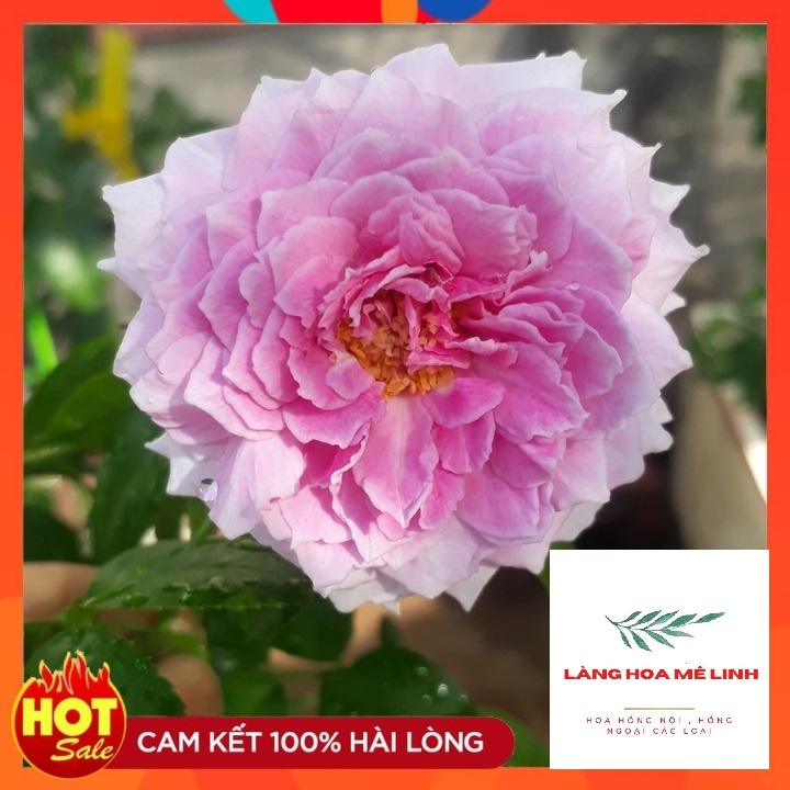 Hoa hồng ngoại Blue Sky rose [☂️TÍM THỦY CHUNG☂️]  – Hoa hồng Nhật tím xanh tuyệt đẹp, tán rộng, nhiều nụ, hoa sai.