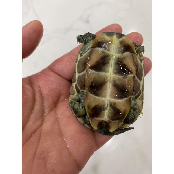 Rùa đá bơi trong nước,đồ chơi cho bé yêu rùa thật size 6 7 thú cưng cho bạn