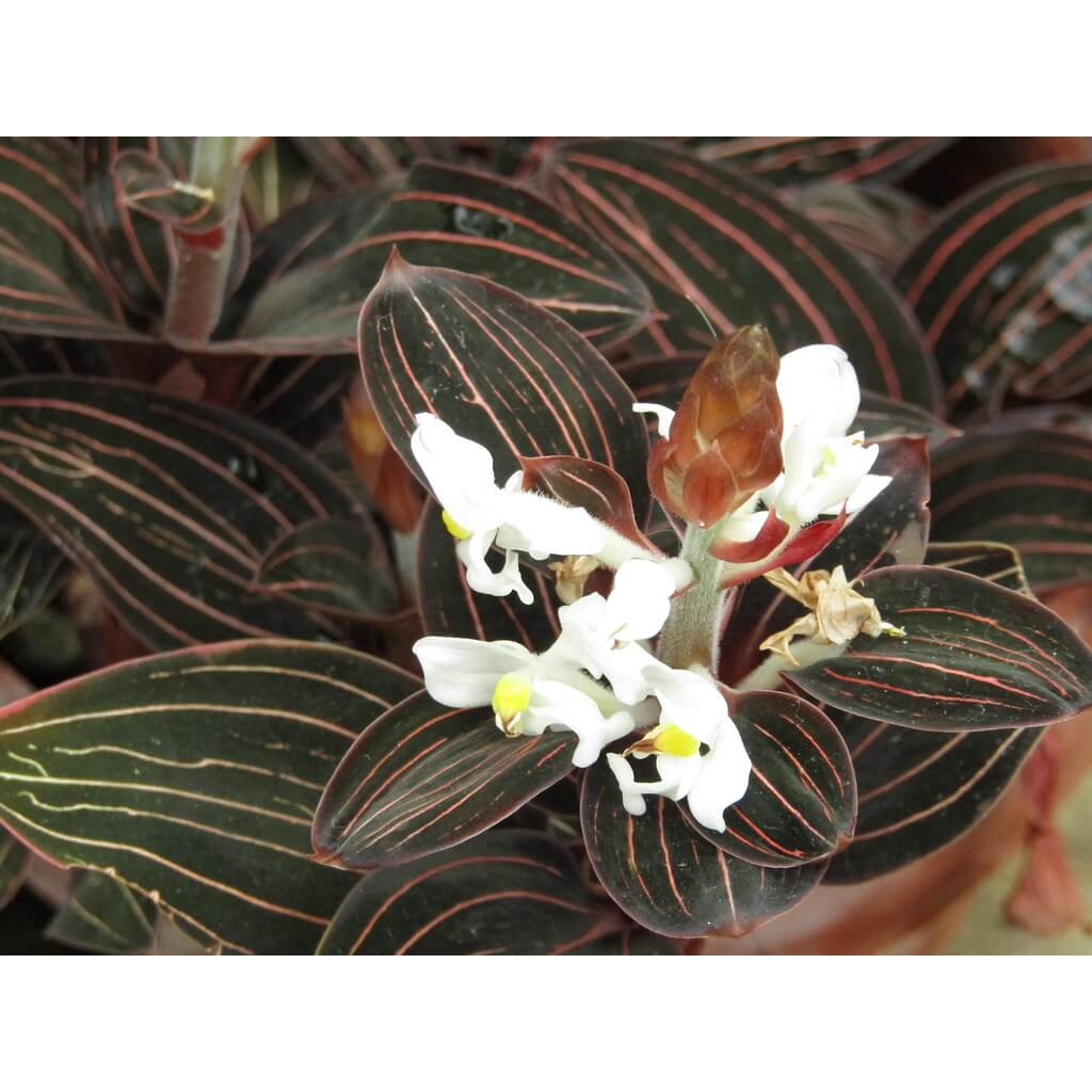 Cây Ludisia discolor Jewel Orchid (Lan Trang Sức) chậu nhựa 8cm