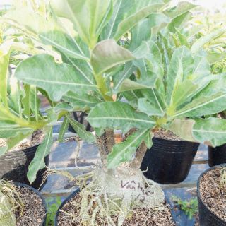 Sứ Thái ghép nhiều màu