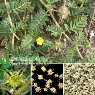 200g bạch tật lê