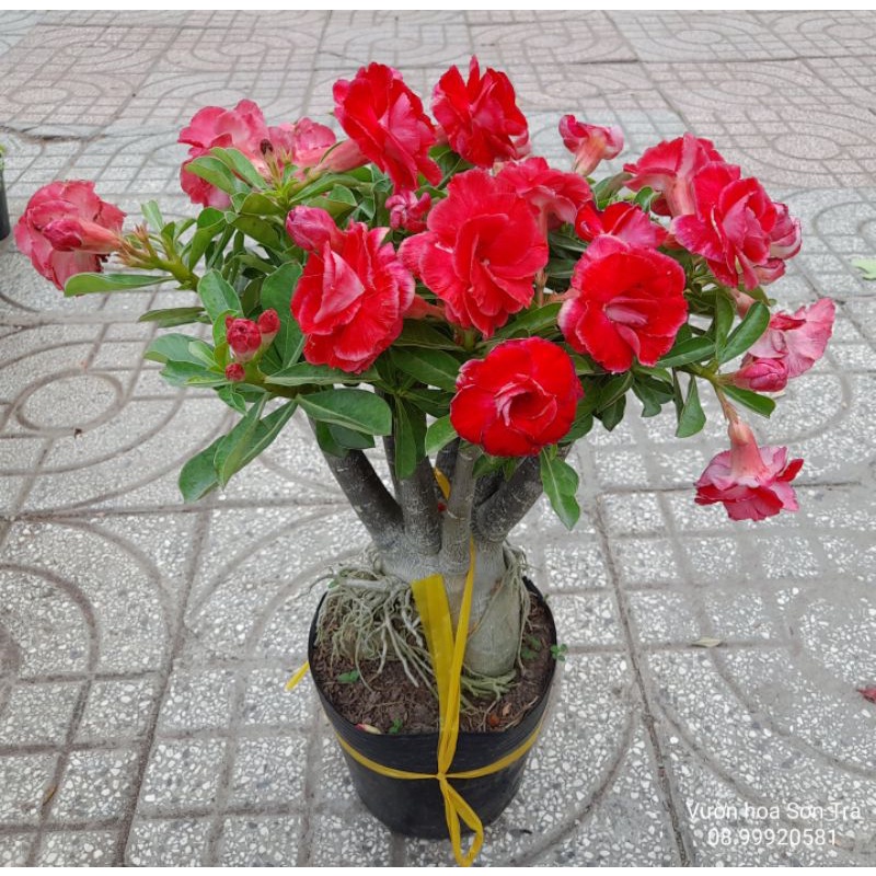 (Q.8 - GIAO 1-3H) Cây HOA SỨ Thái, size 20-25cm.